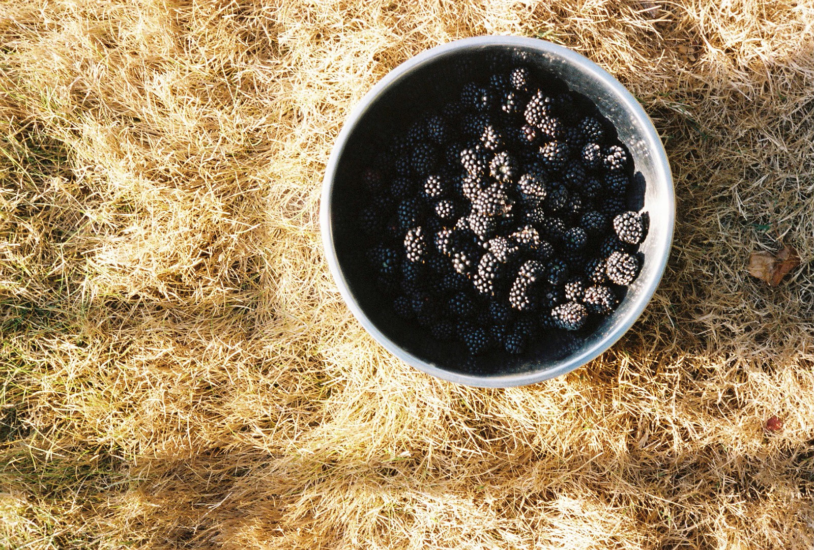 The berries from another angle