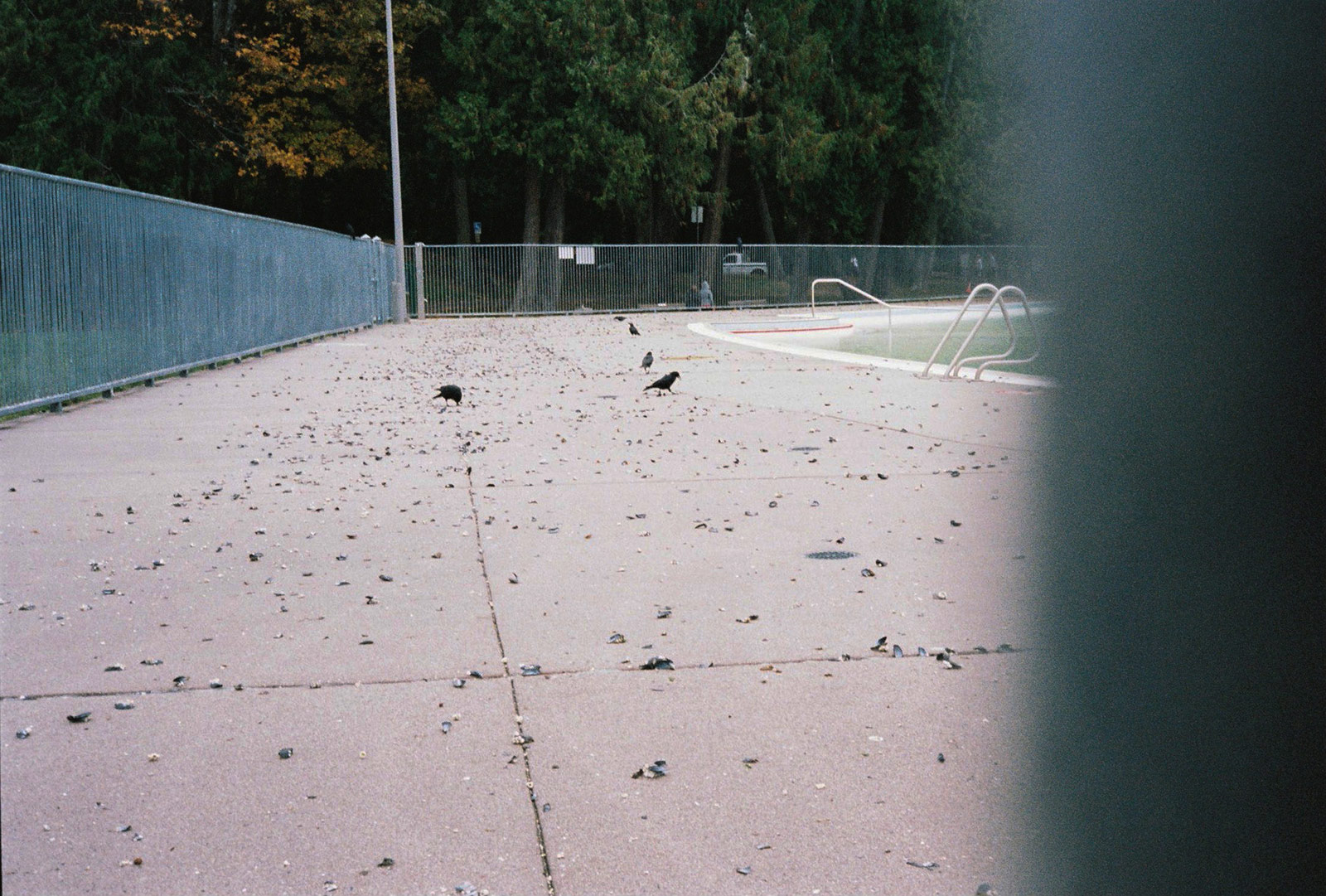 Crows cracking mussels.
