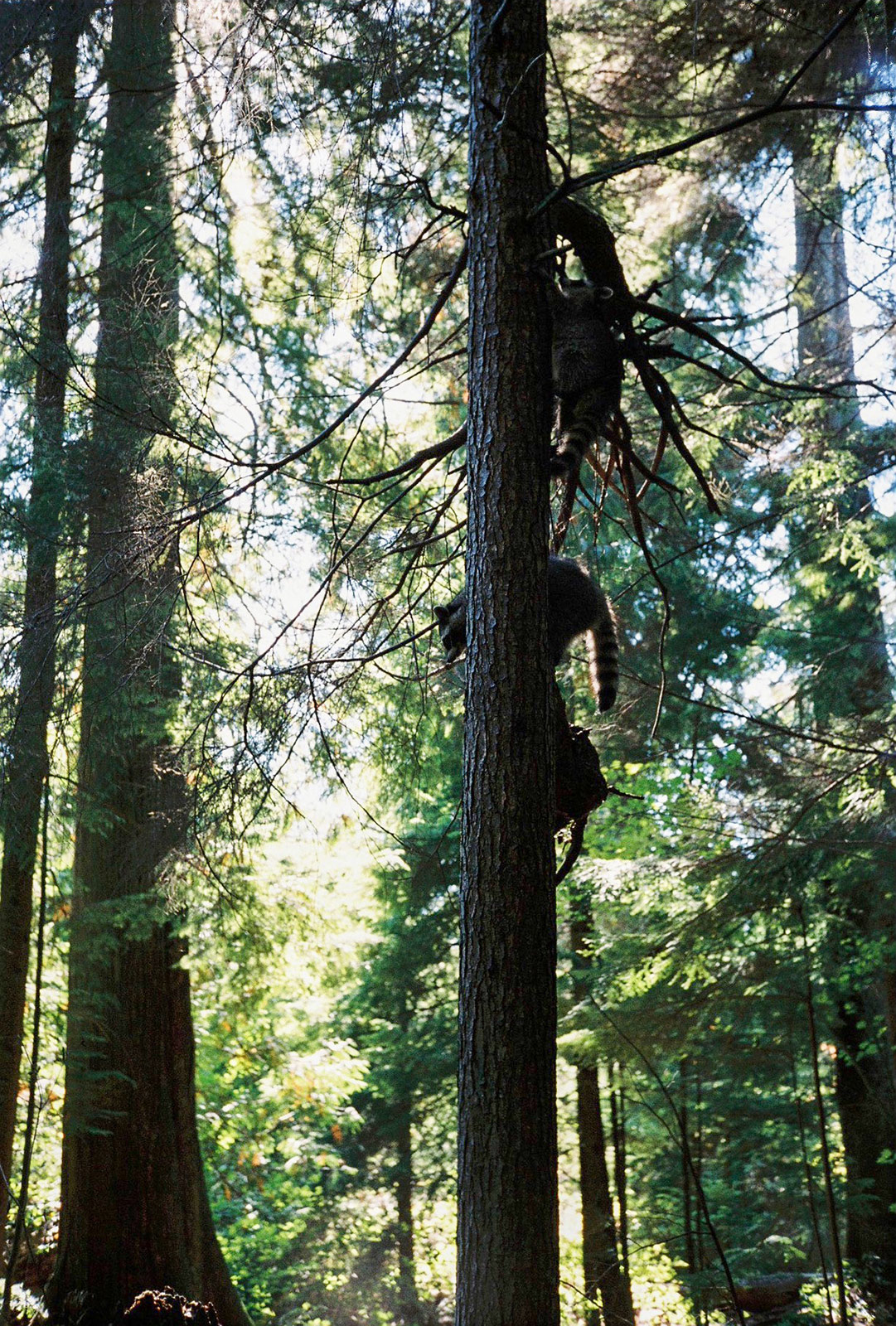 Raccoons on a tree