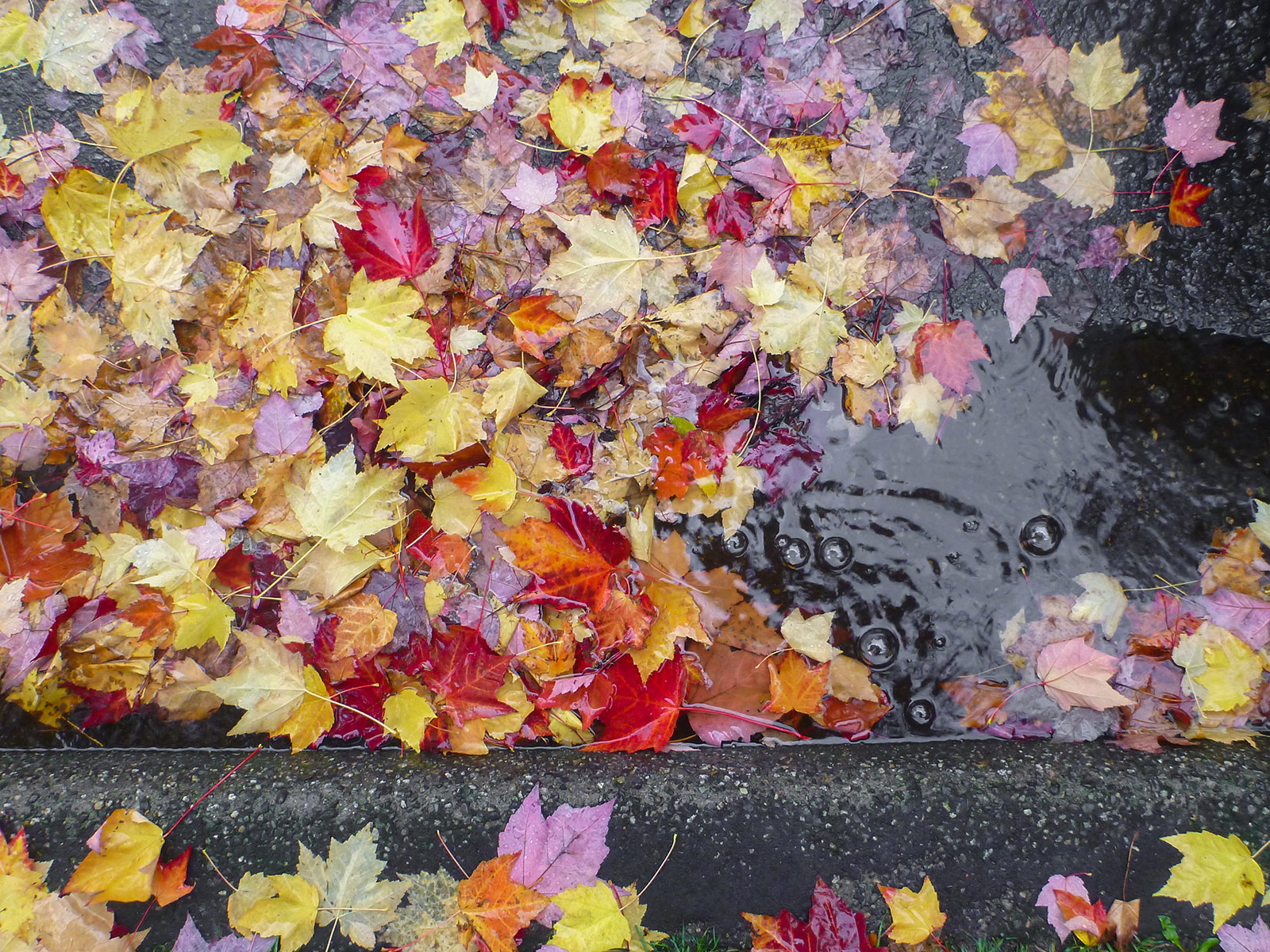 Colorful leaves on the street.