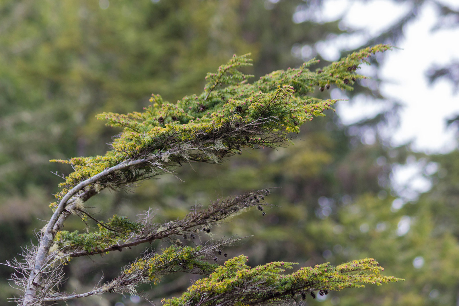 Trees in the wind