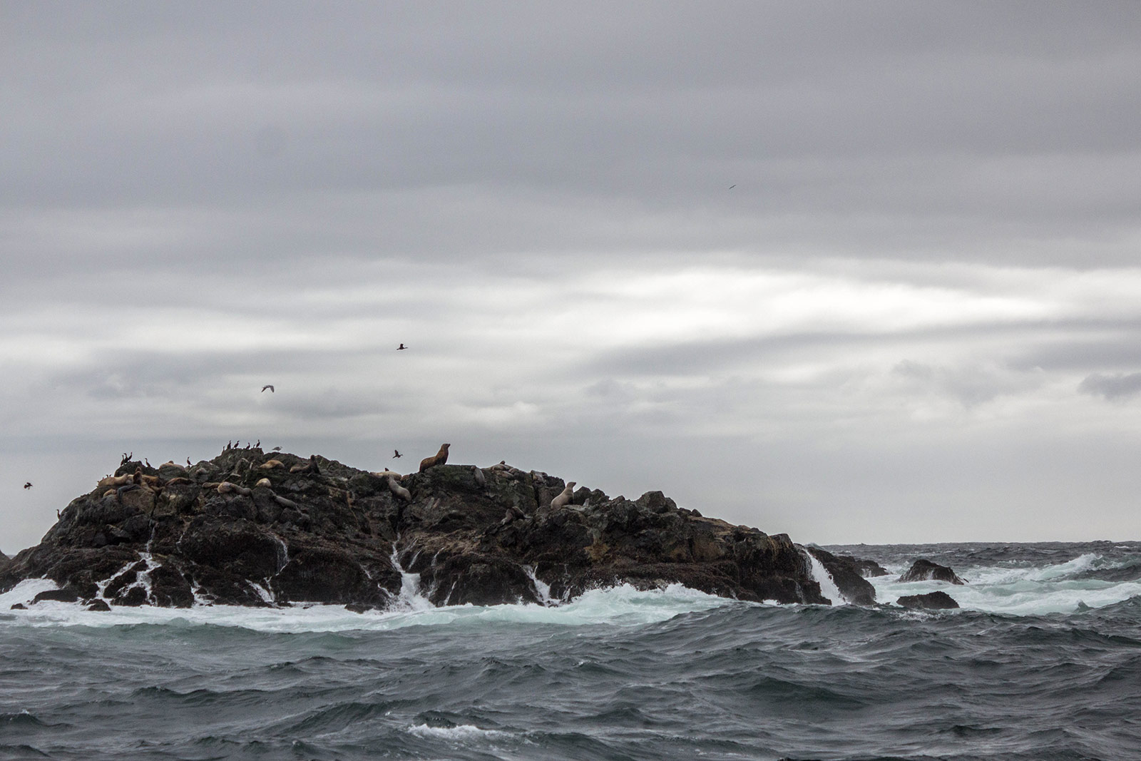 Sea lions on a rock