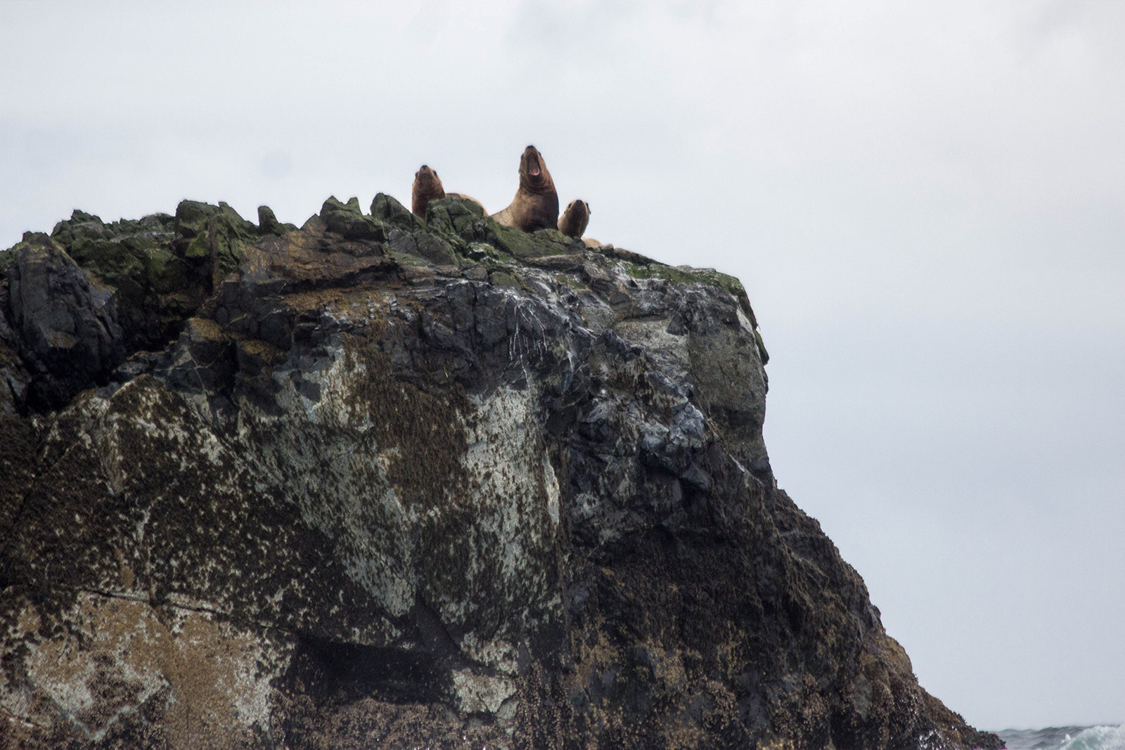 Sea lions are brutally loud
