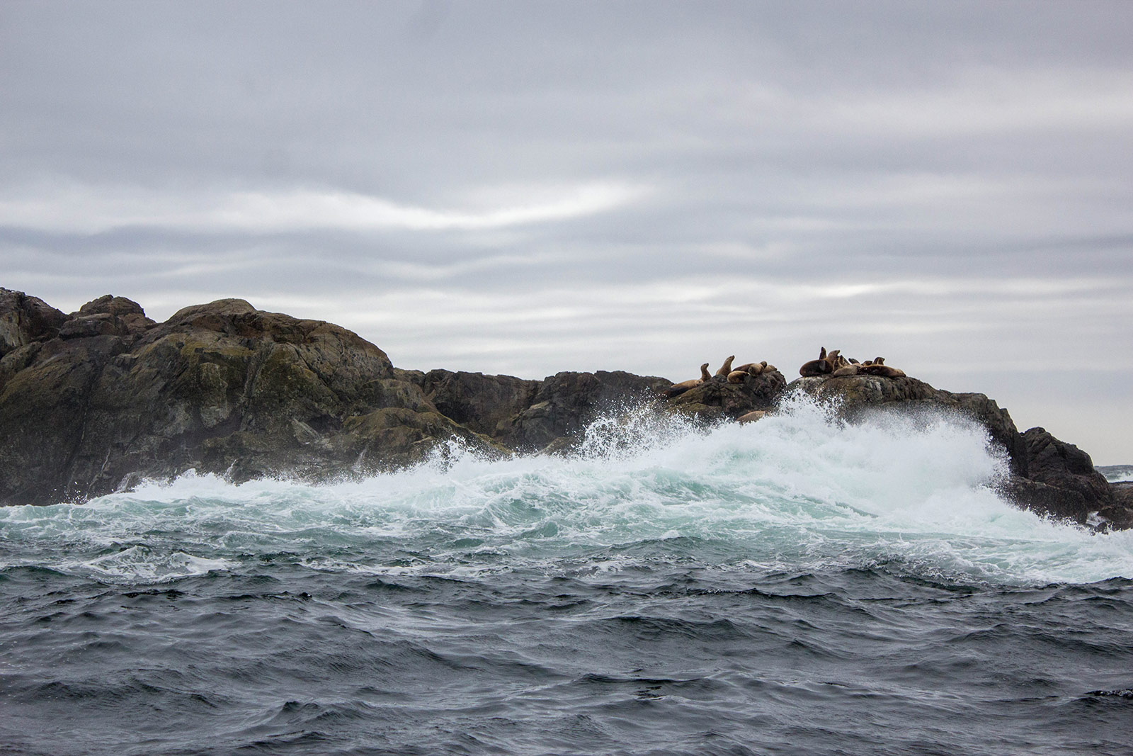 More sea lions