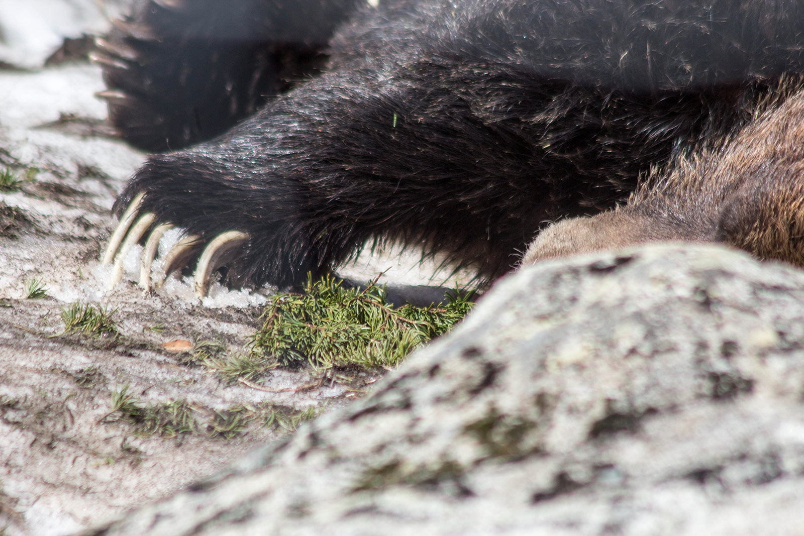 A bear paw