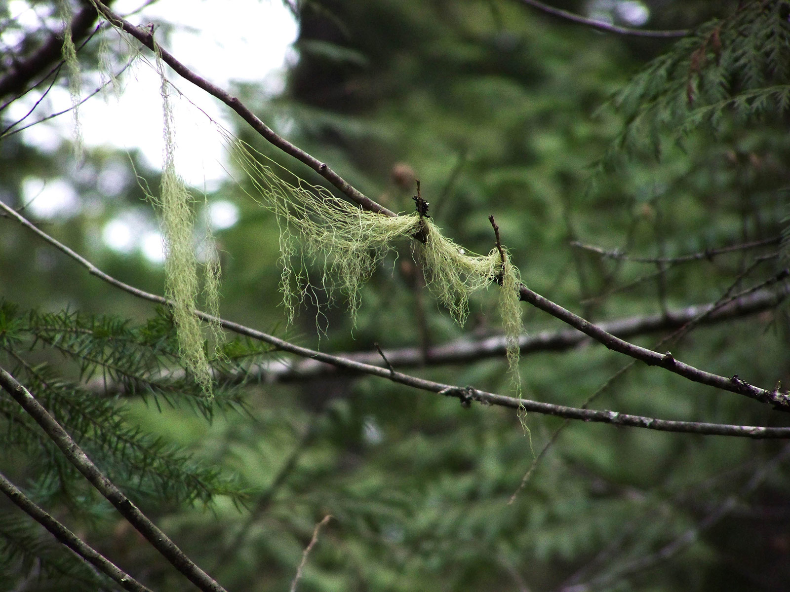 Rain forest bits