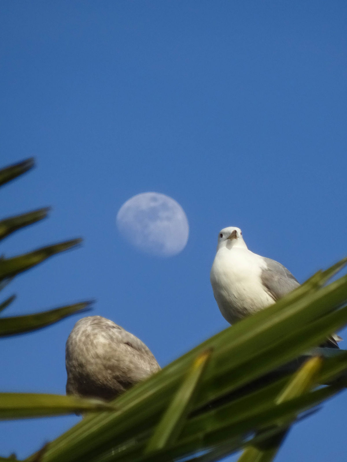 Birds, Palm Trees, Moon