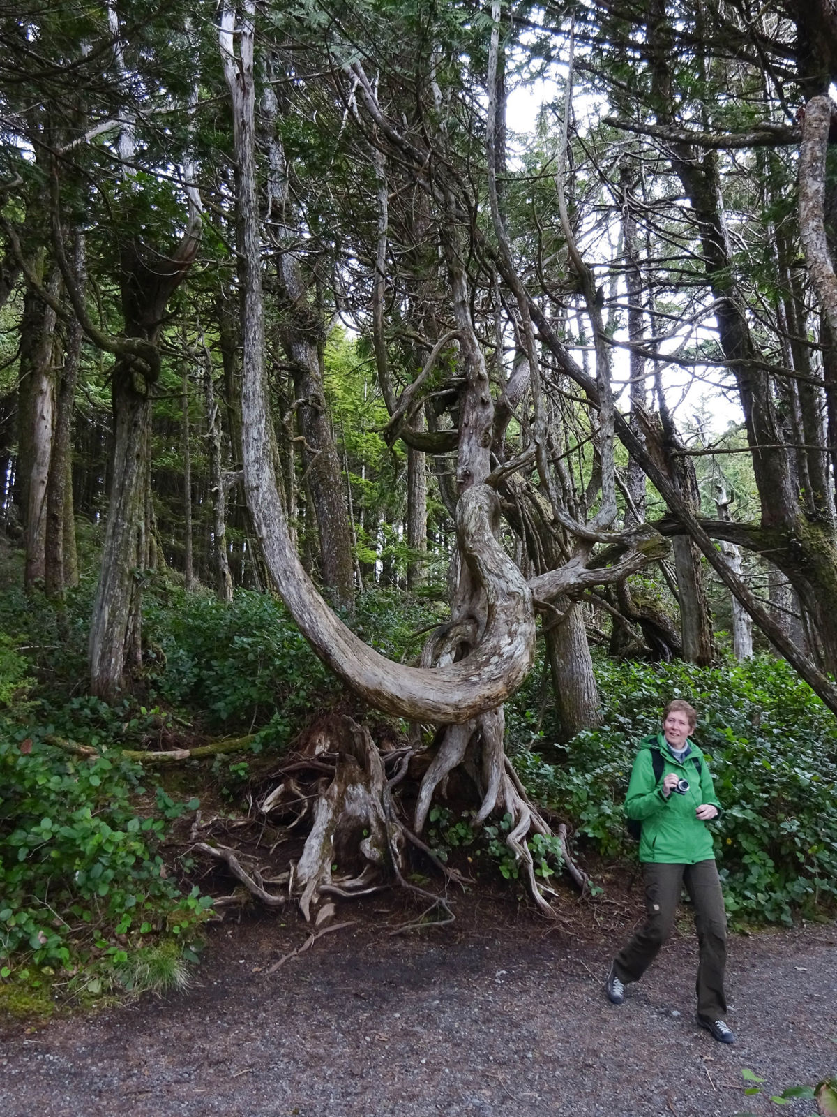 Weird trees