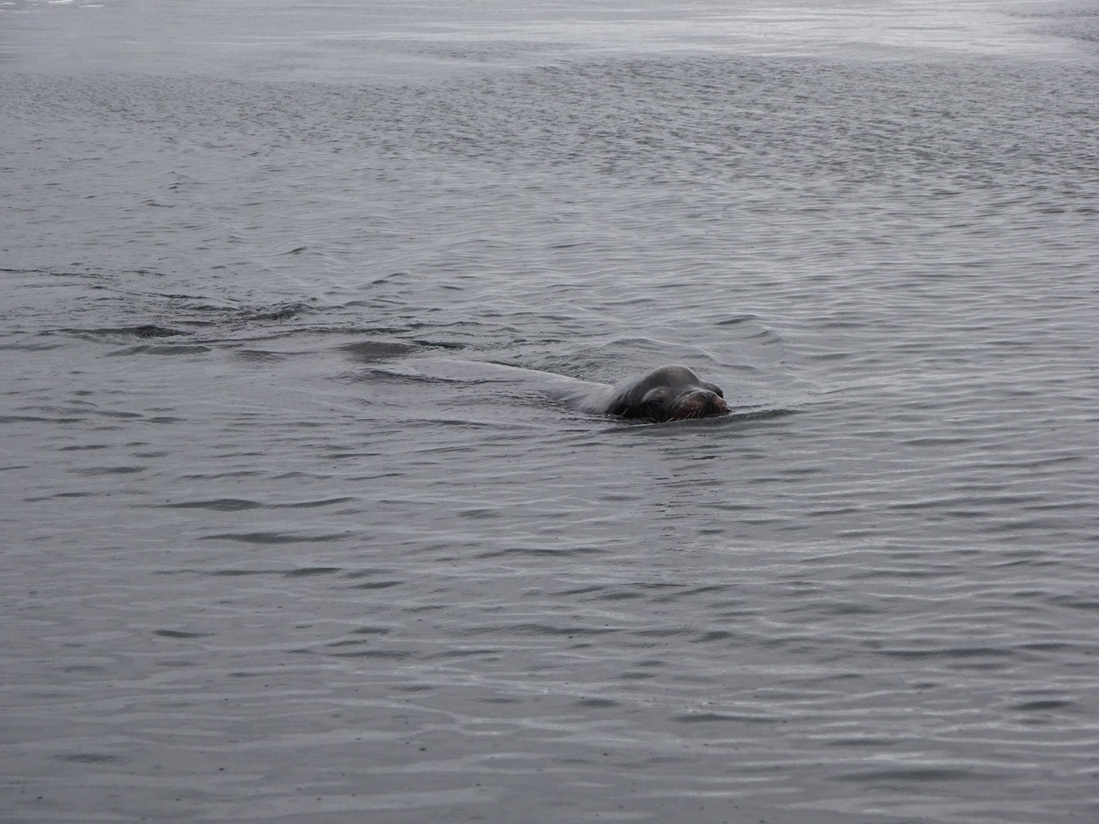 A sea lion in the sea