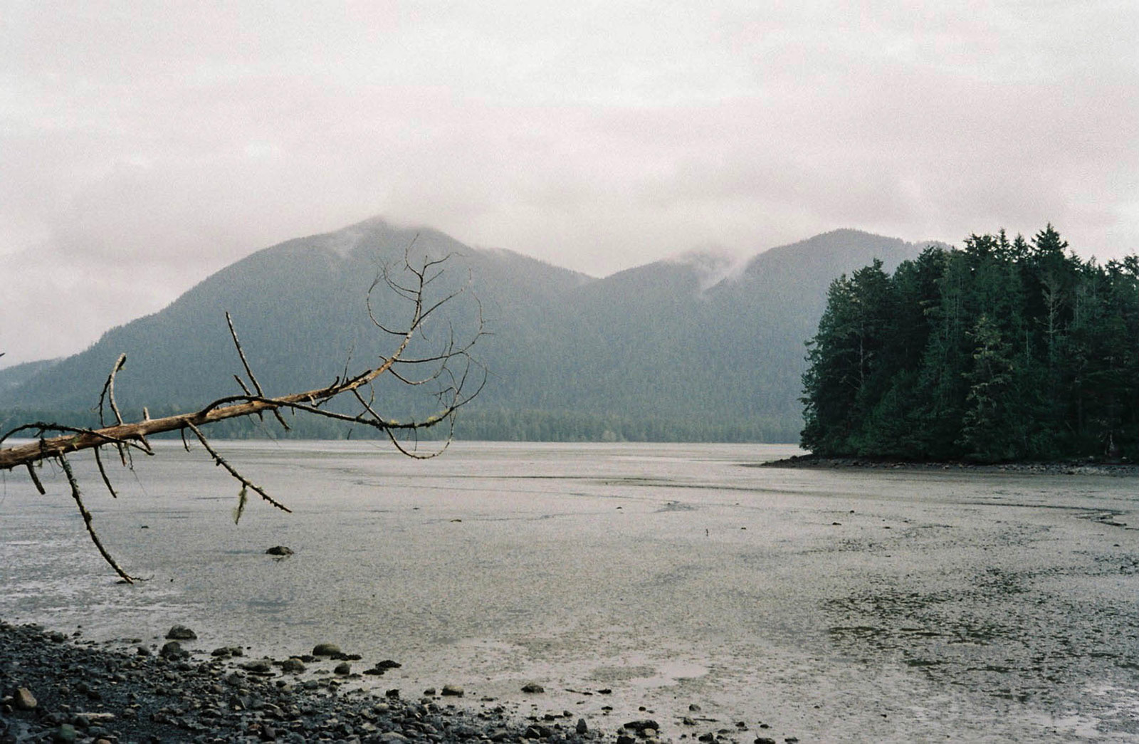 Tree, swamp, mist