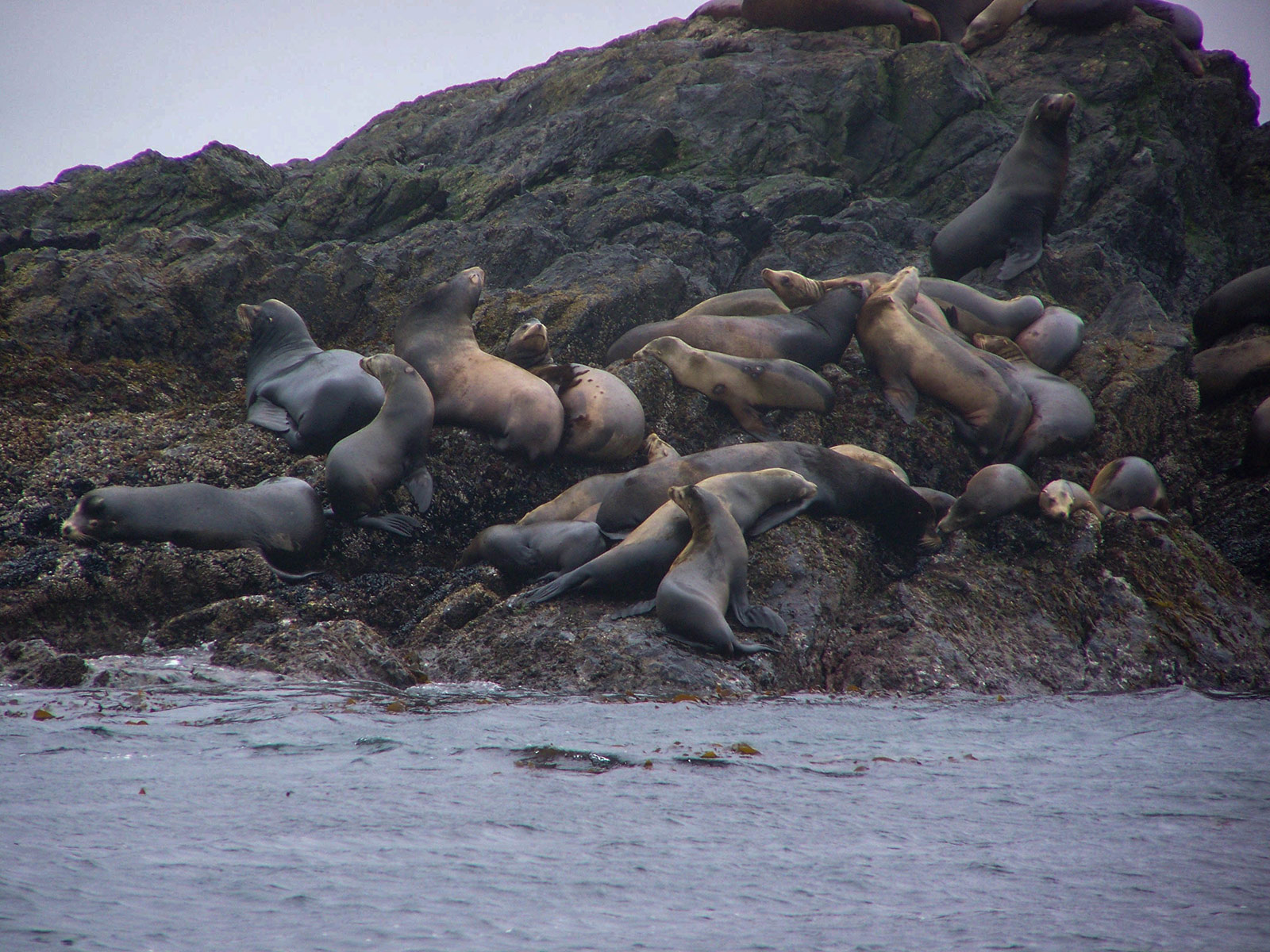 Even more sea lions