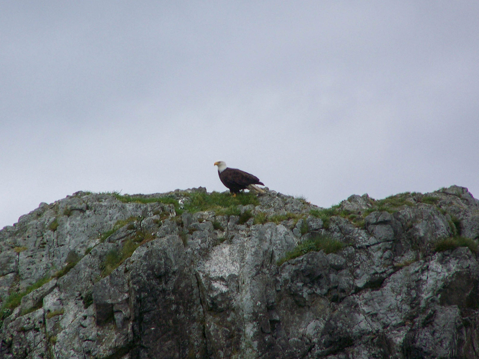 an eagle on a rock